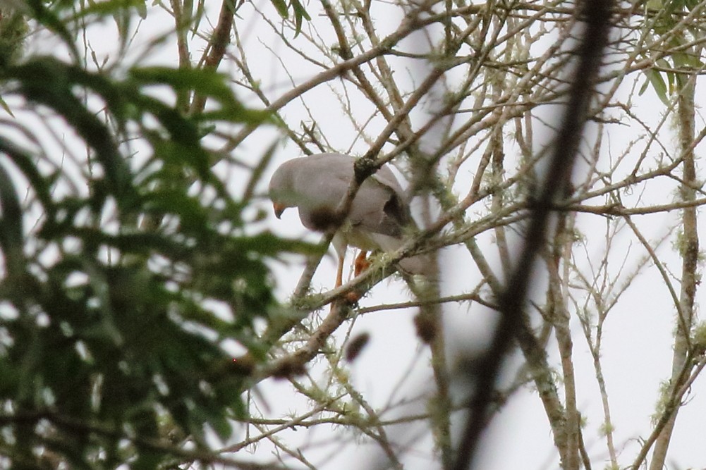 Gray Goshawk - ML623028553