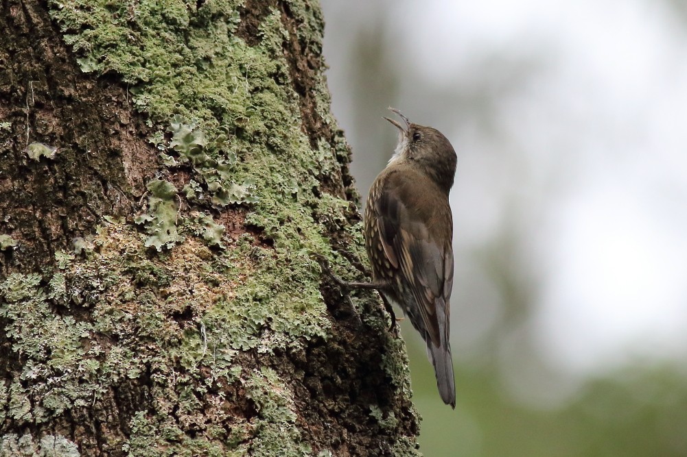 White-throated Treecreeper (White-throated) - ML623028558