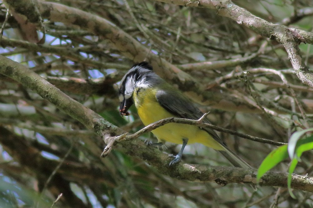 Eastern Shrike-tit - ML623028563