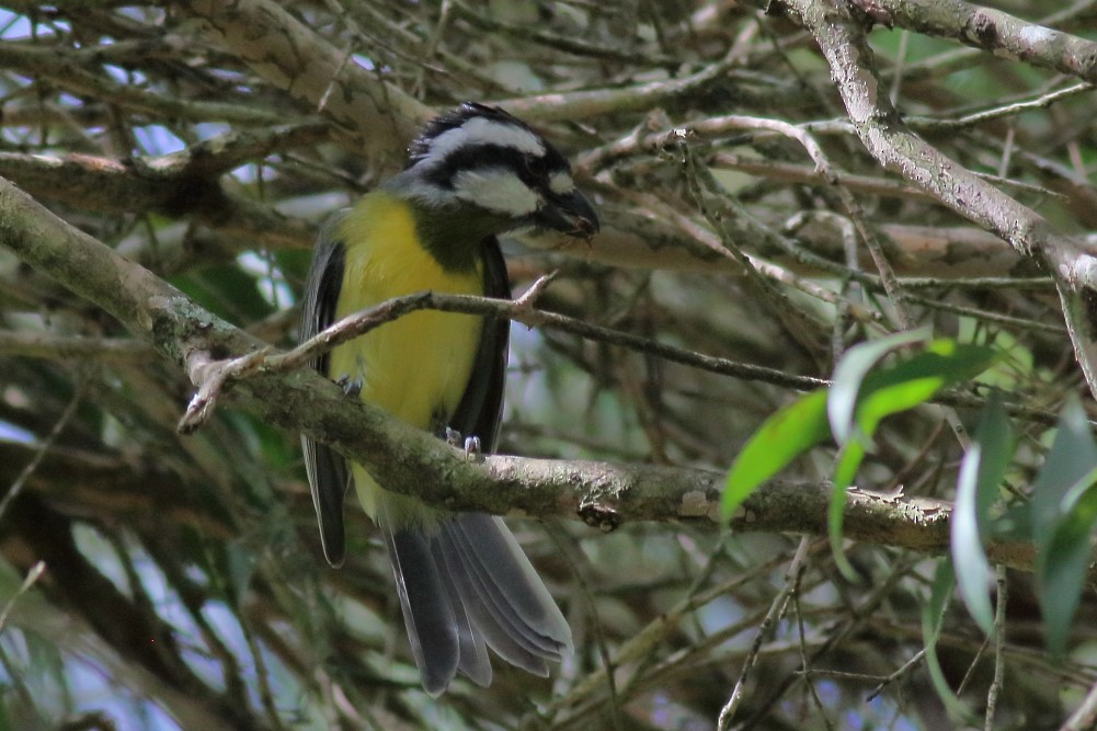 Eastern Shrike-tit - ML623028564