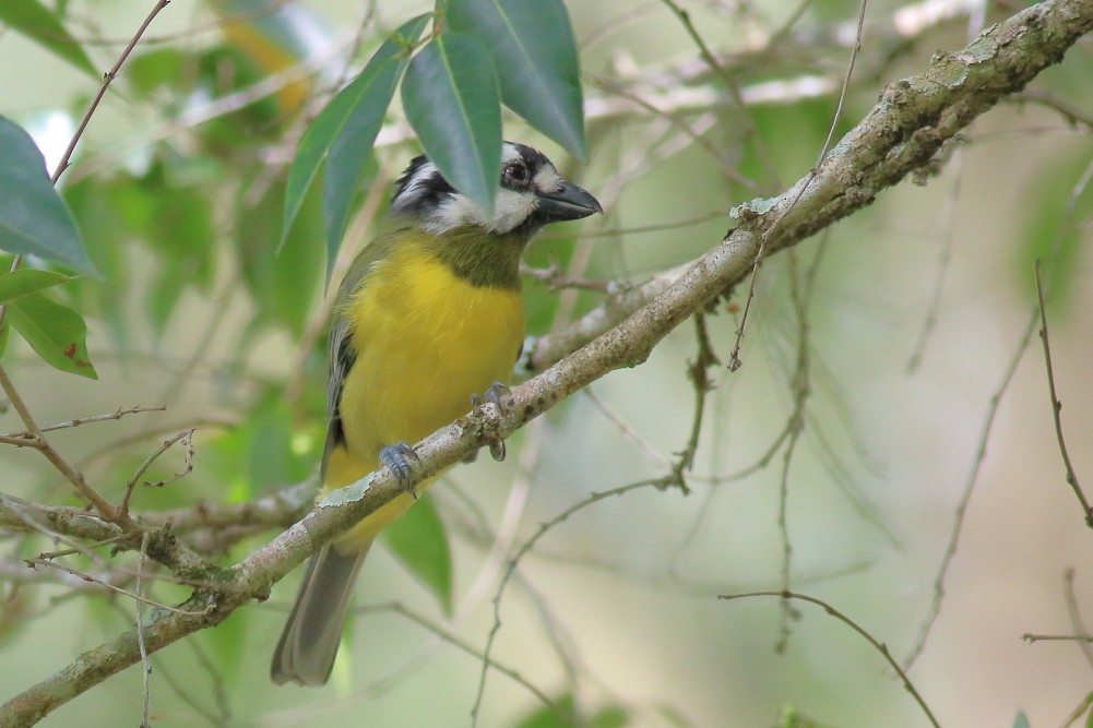 Eastern Shrike-tit - ML623028565