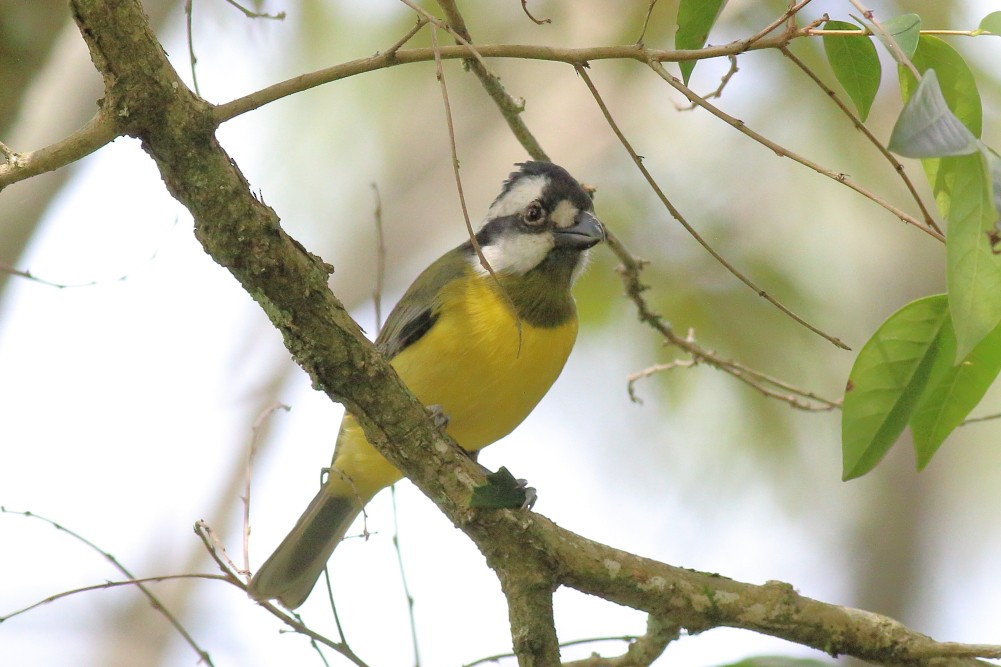 Eastern Shrike-tit - Paul Lynch