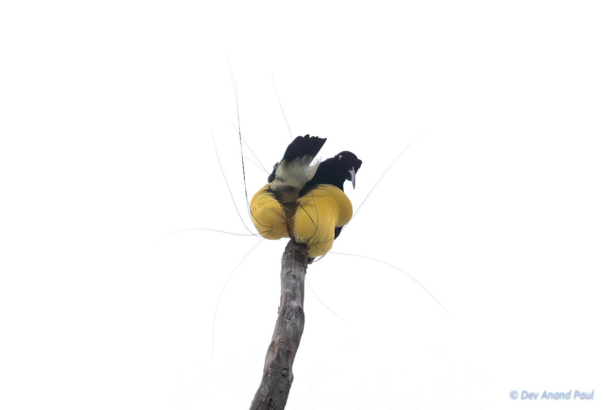 Twelve-wired Bird-of-Paradise - ML623028622