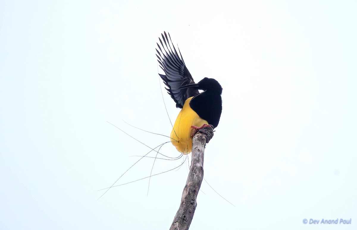 Twelve-wired Bird-of-Paradise - ML623028628