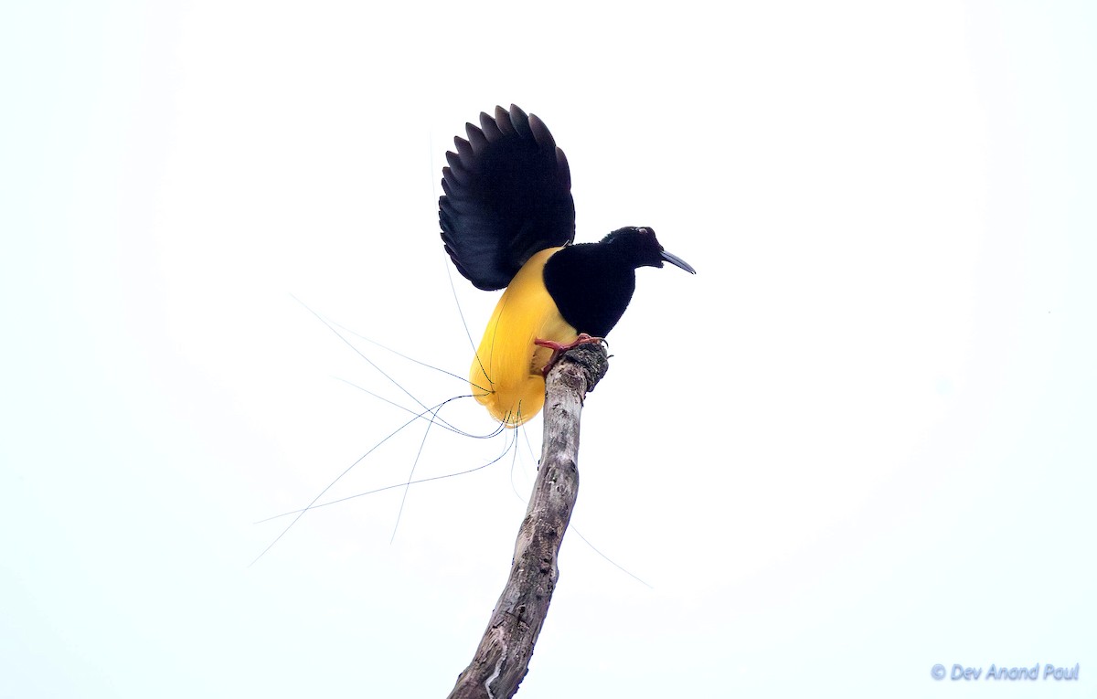 Twelve-wired Bird-of-Paradise - ML623028629