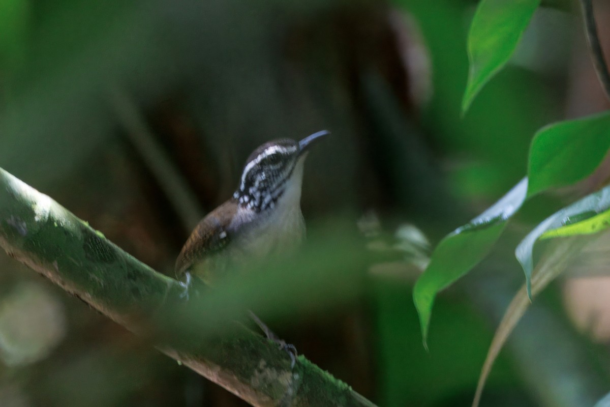 White-breasted Wood-Wren - ML623028645