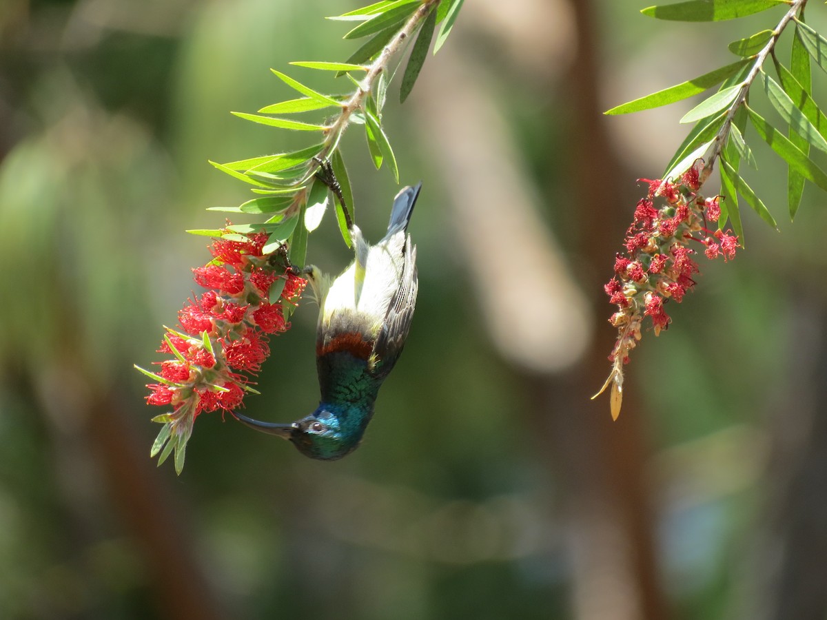 Souimanga Sunbird - Susan Jones