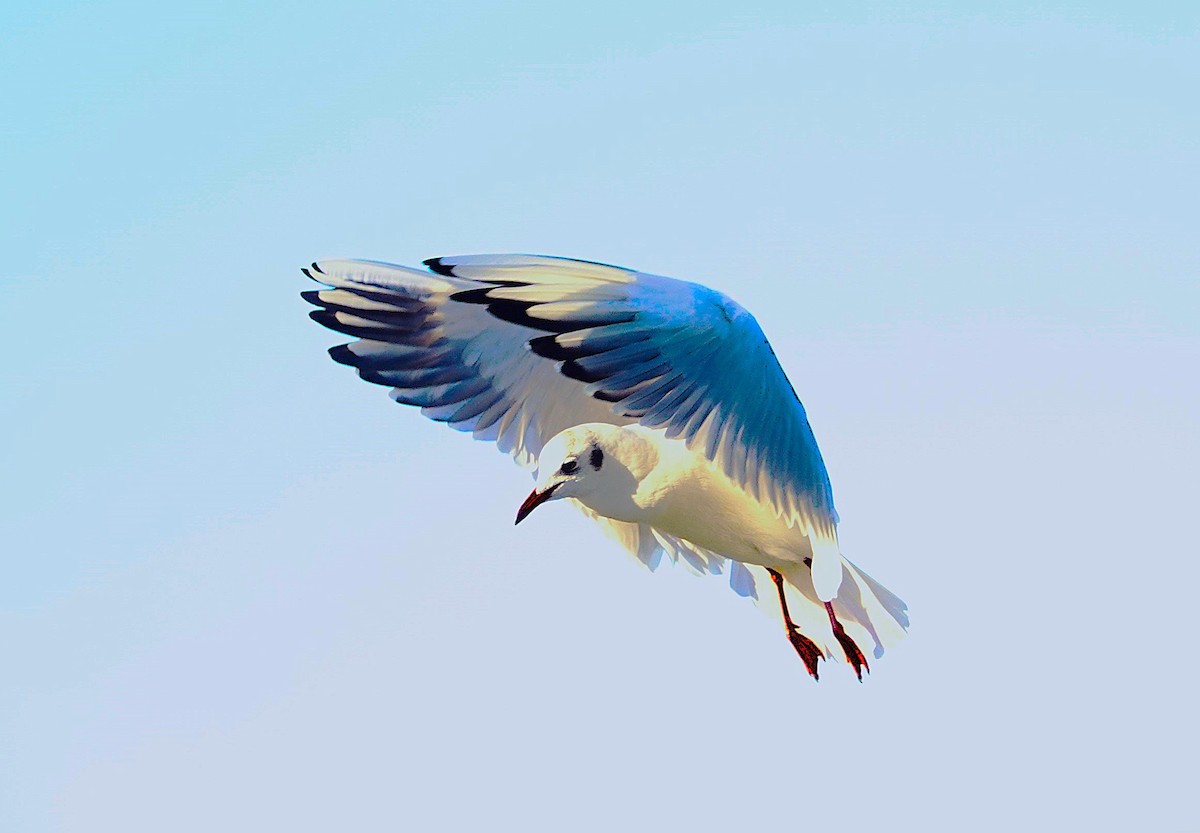 Black-headed Gull - ML623028797