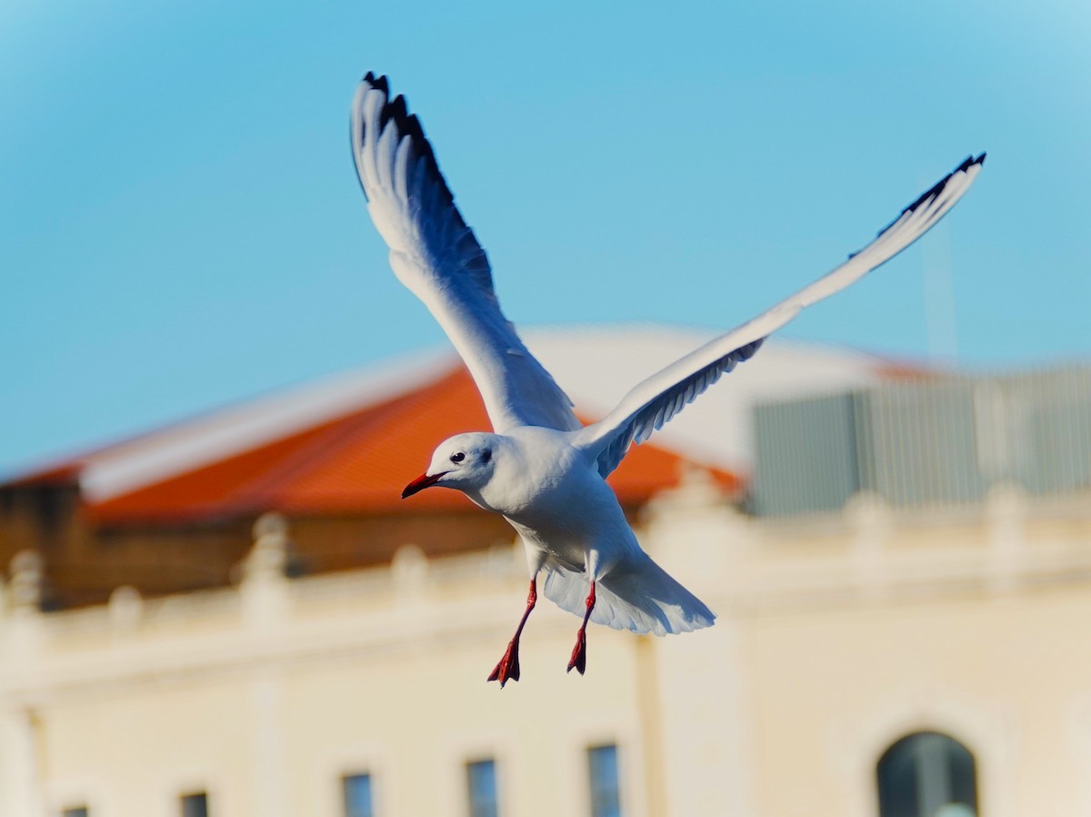 Black-headed Gull - ML623028798