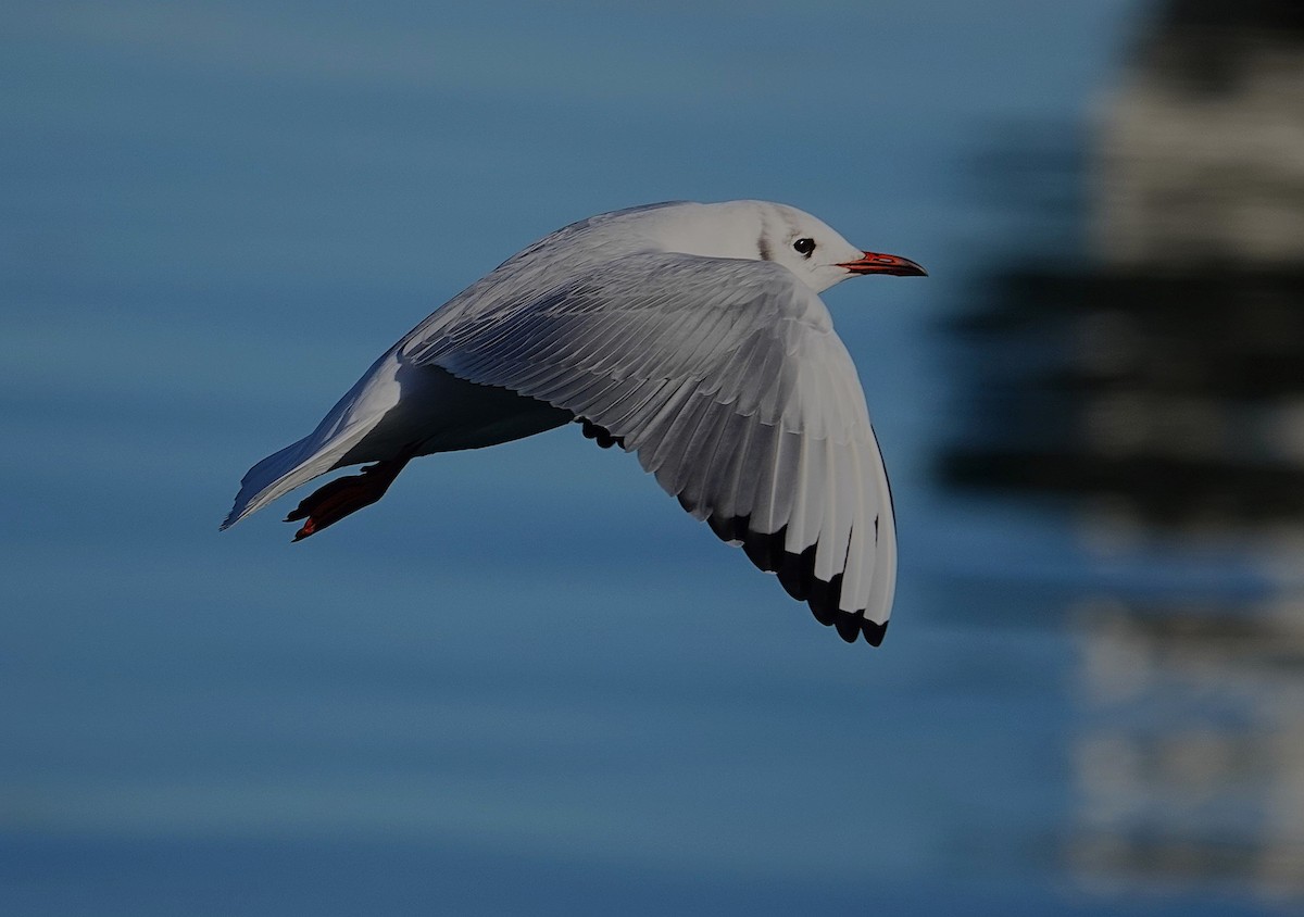 Black-headed Gull - ML623028799