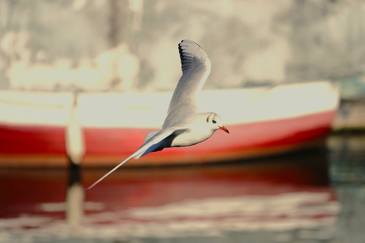 Black-headed Gull - ML623028800