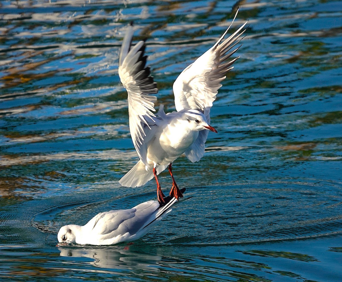 Black-headed Gull - ML623028801