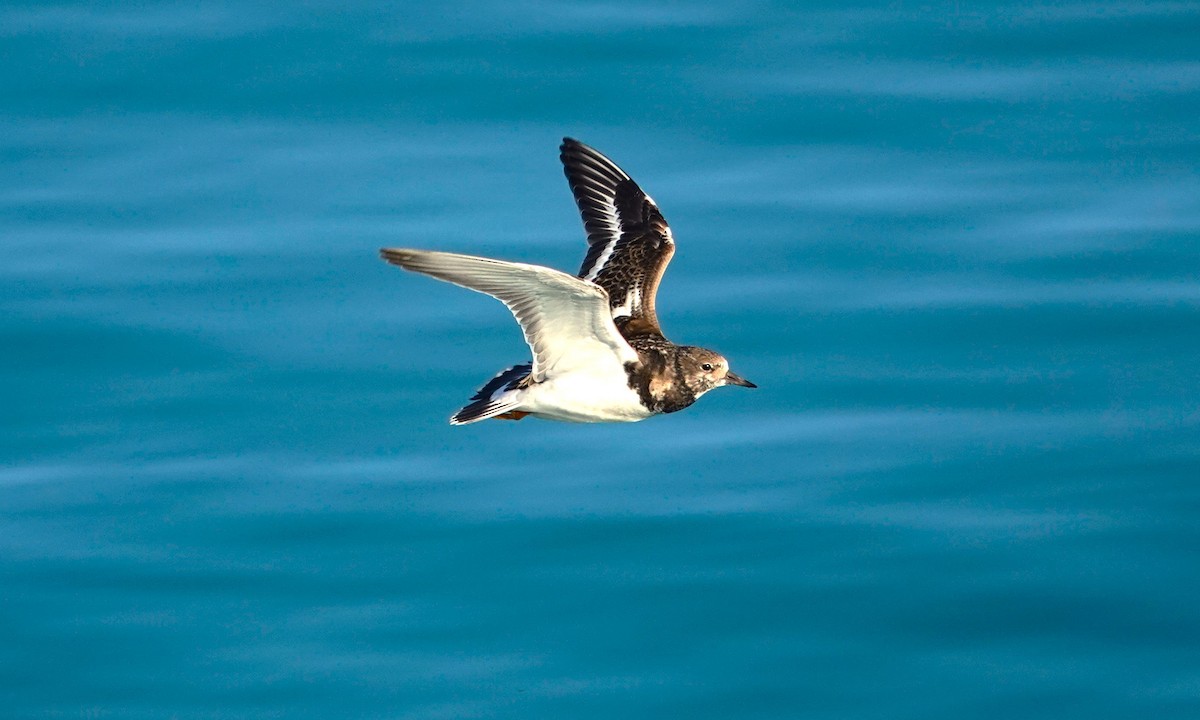 Ruddy Turnstone - ML623028831