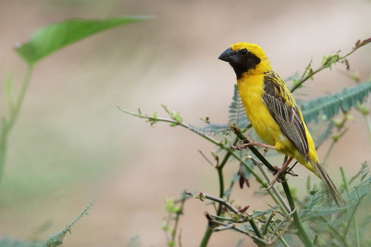 Asian Golden Weaver - ML623028847