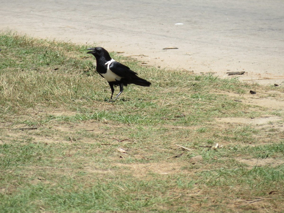 Pied Crow - ML623028890