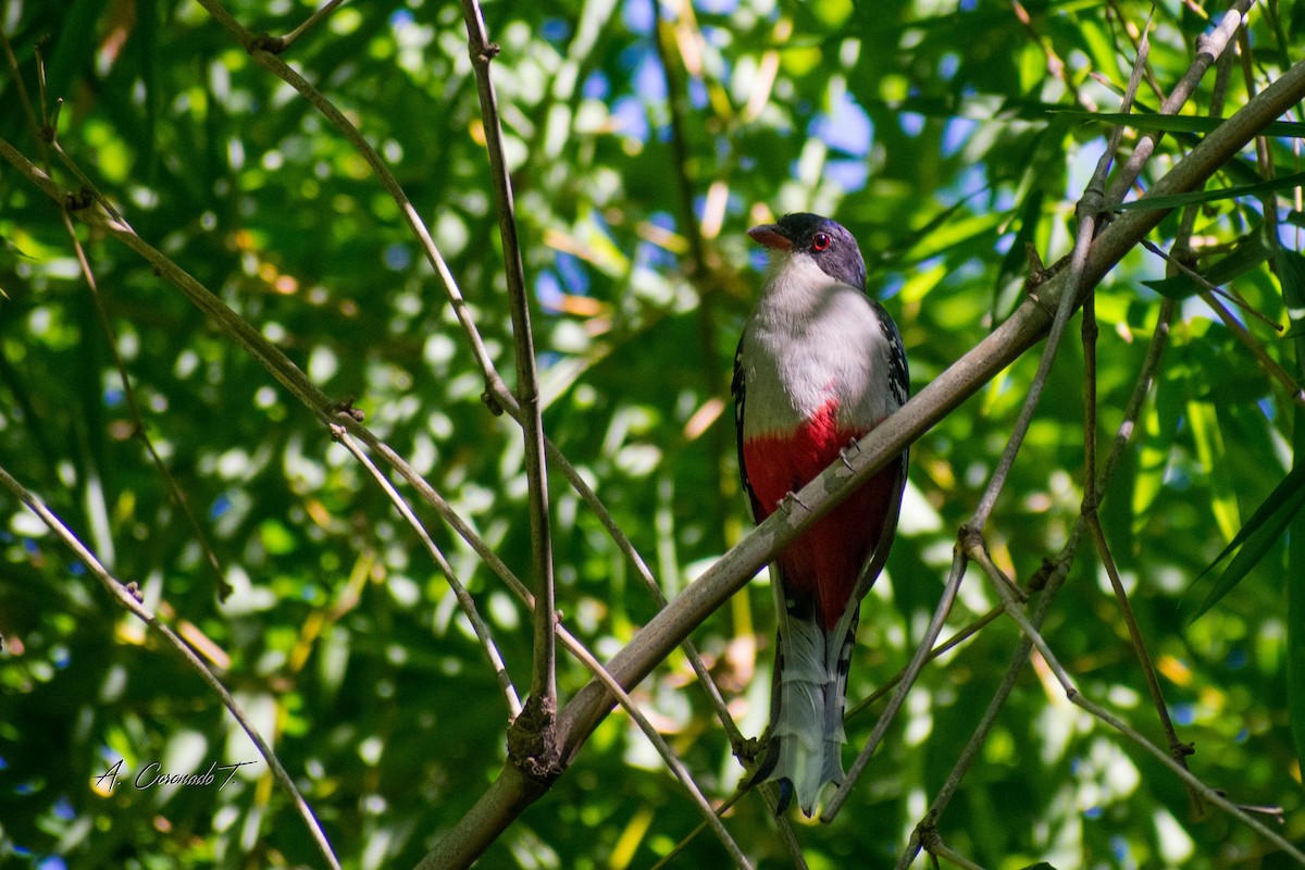 Cuban Trogon - ML623028896