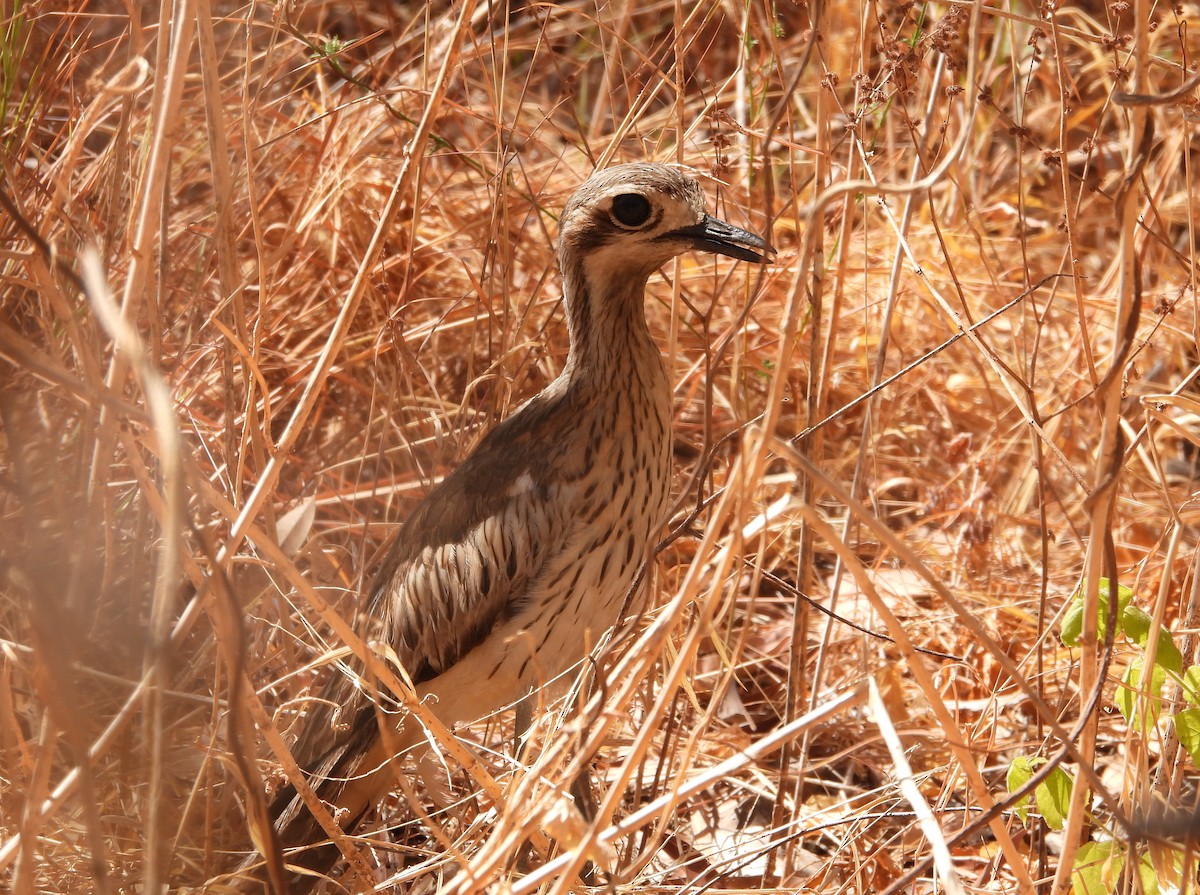 Bush Thick-knee - ML623028936