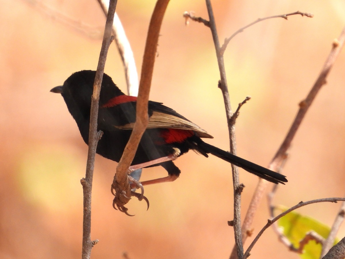 Red-backed Fairywren - ML623028942