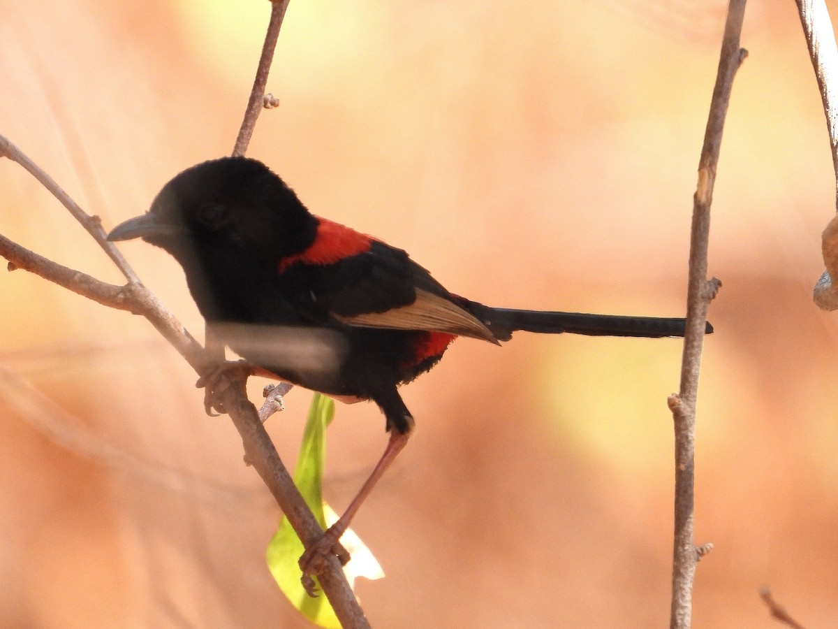 Red-backed Fairywren - ML623028943