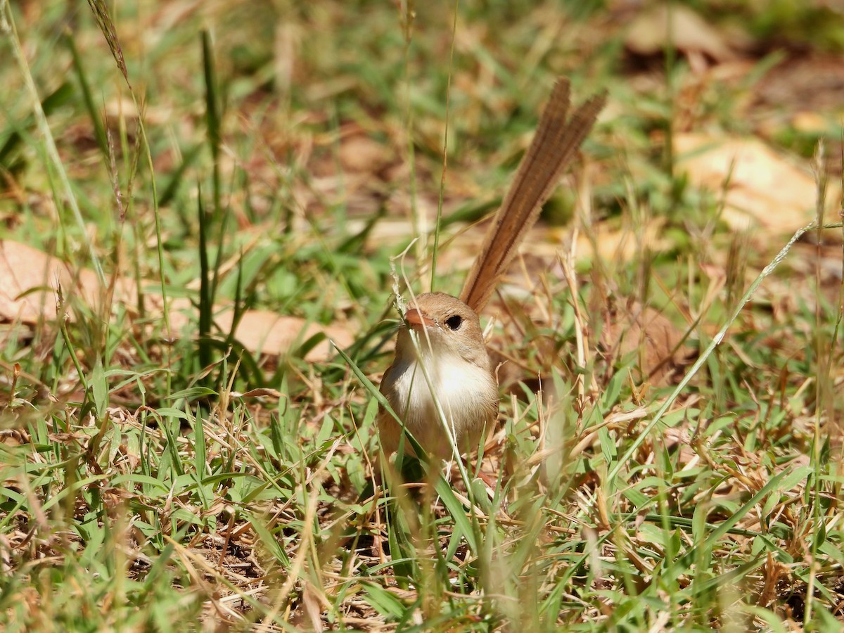 Red-backed Fairywren - ML623028944