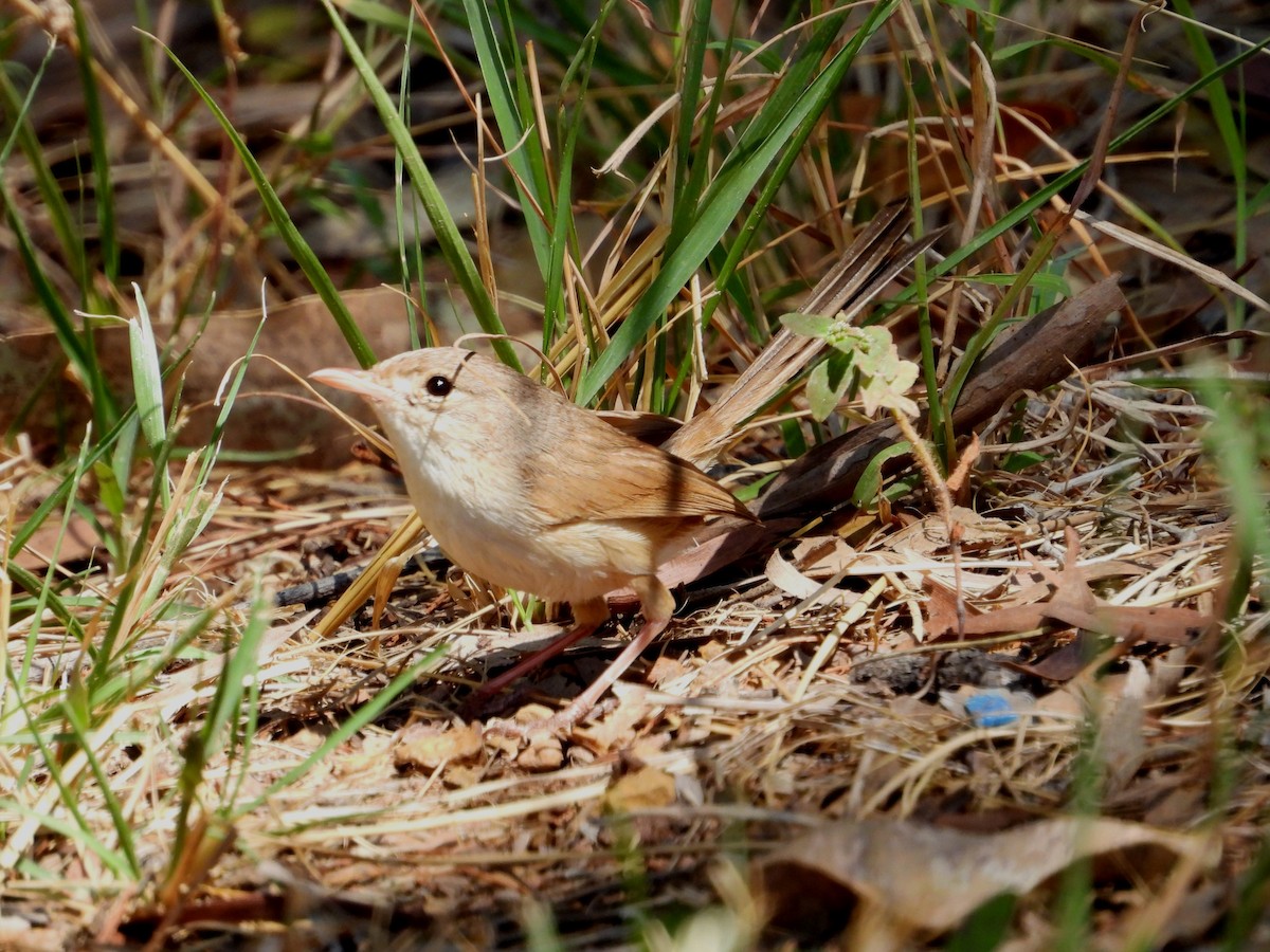 Red-backed Fairywren - ML623028945