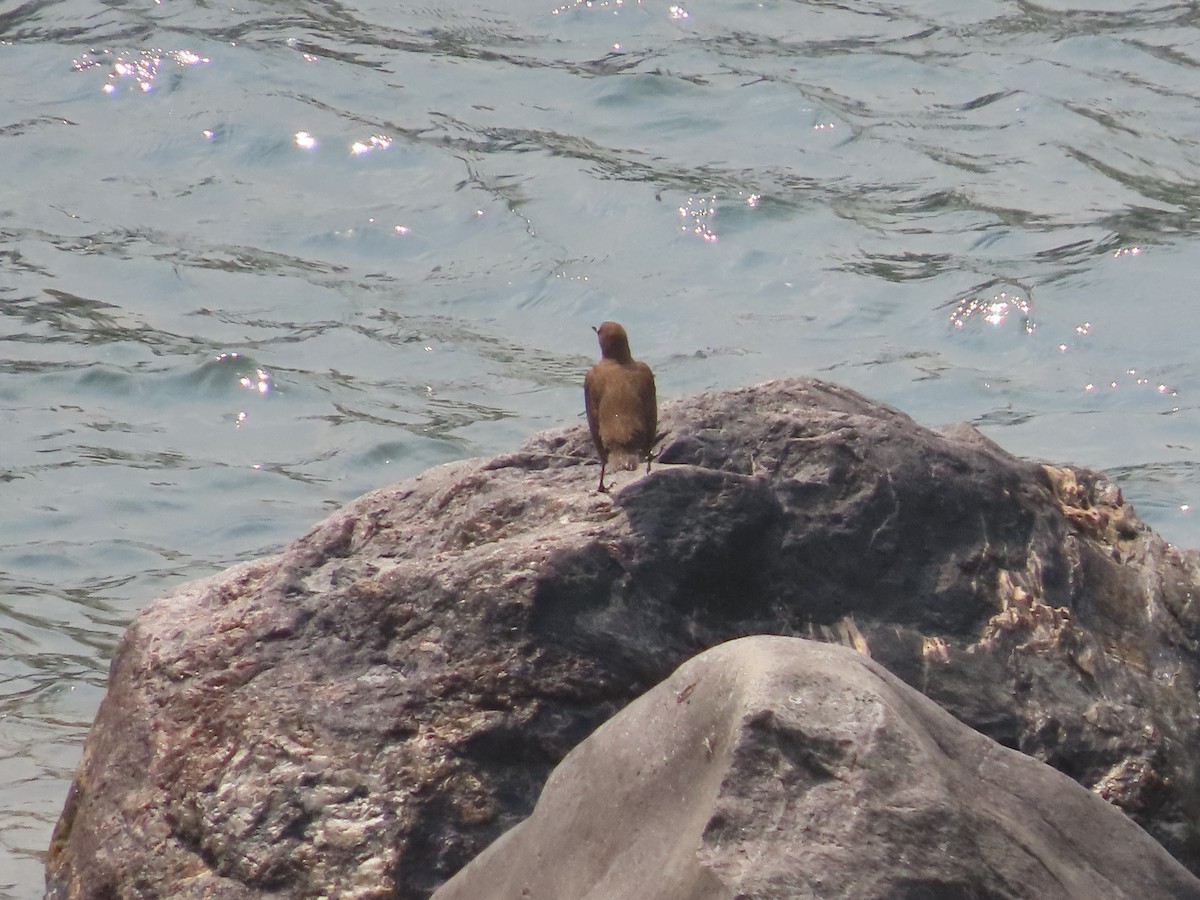 Brown Dipper - ML623028954