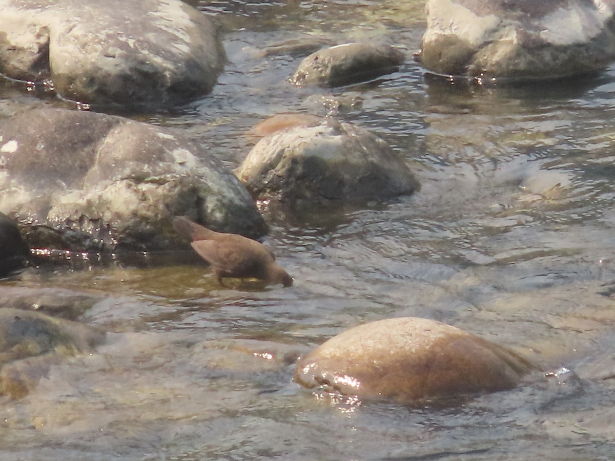 Brown Dipper - ML623028955