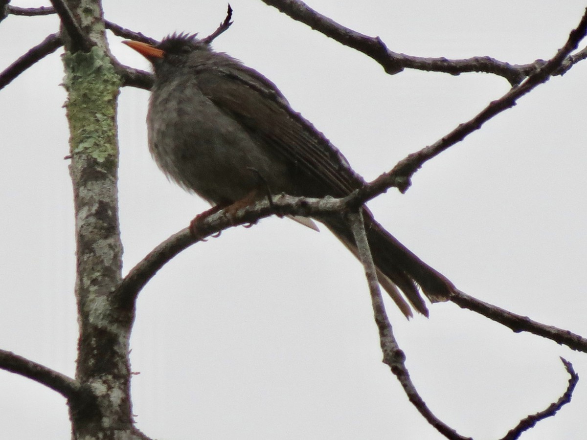 Malagasy Bulbul - ML623028960