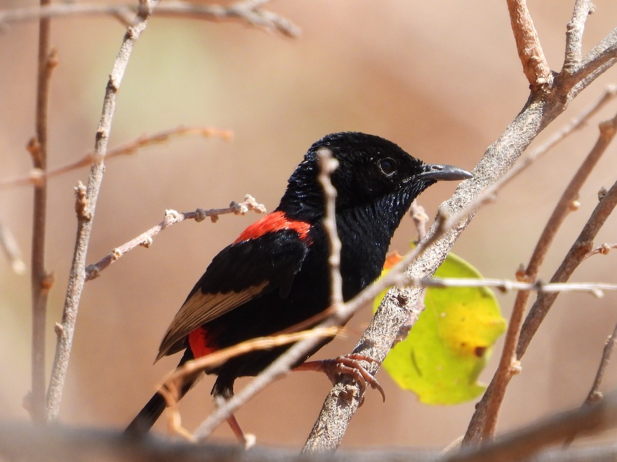 Red-backed Fairywren - ML623028962