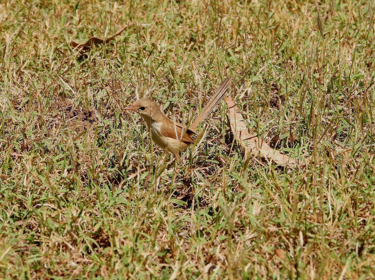 Red-backed Fairywren - ML623028965