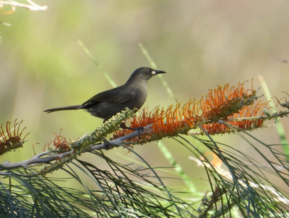 White-gaped Honeyeater - ML623028977