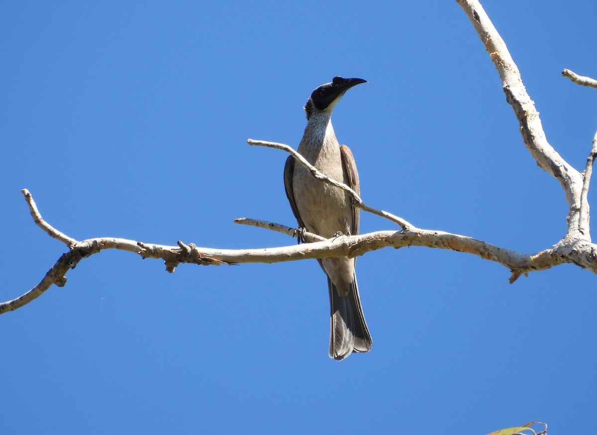 Silver-crowned Friarbird - ML623028980