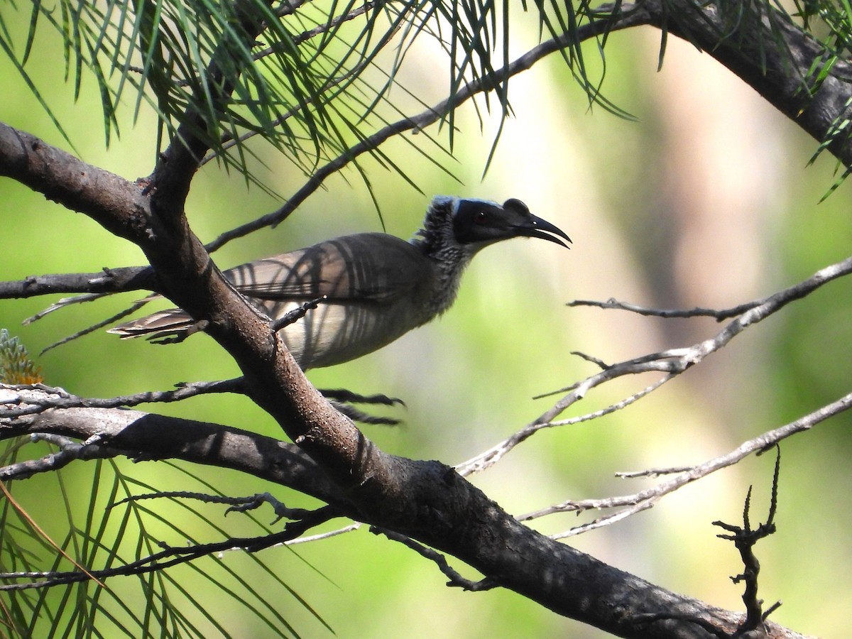 Silver-crowned Friarbird - ML623028981