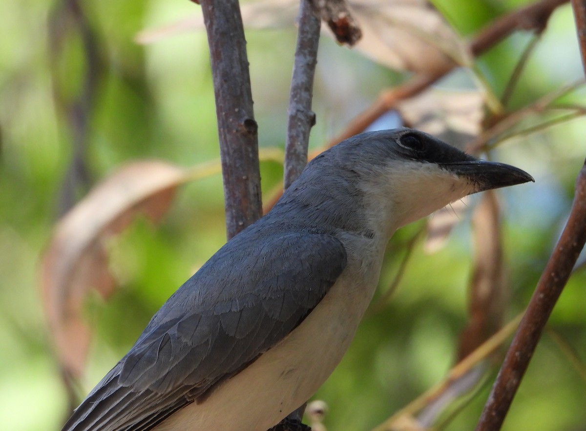 White-bellied Cuckooshrike - ML623028984