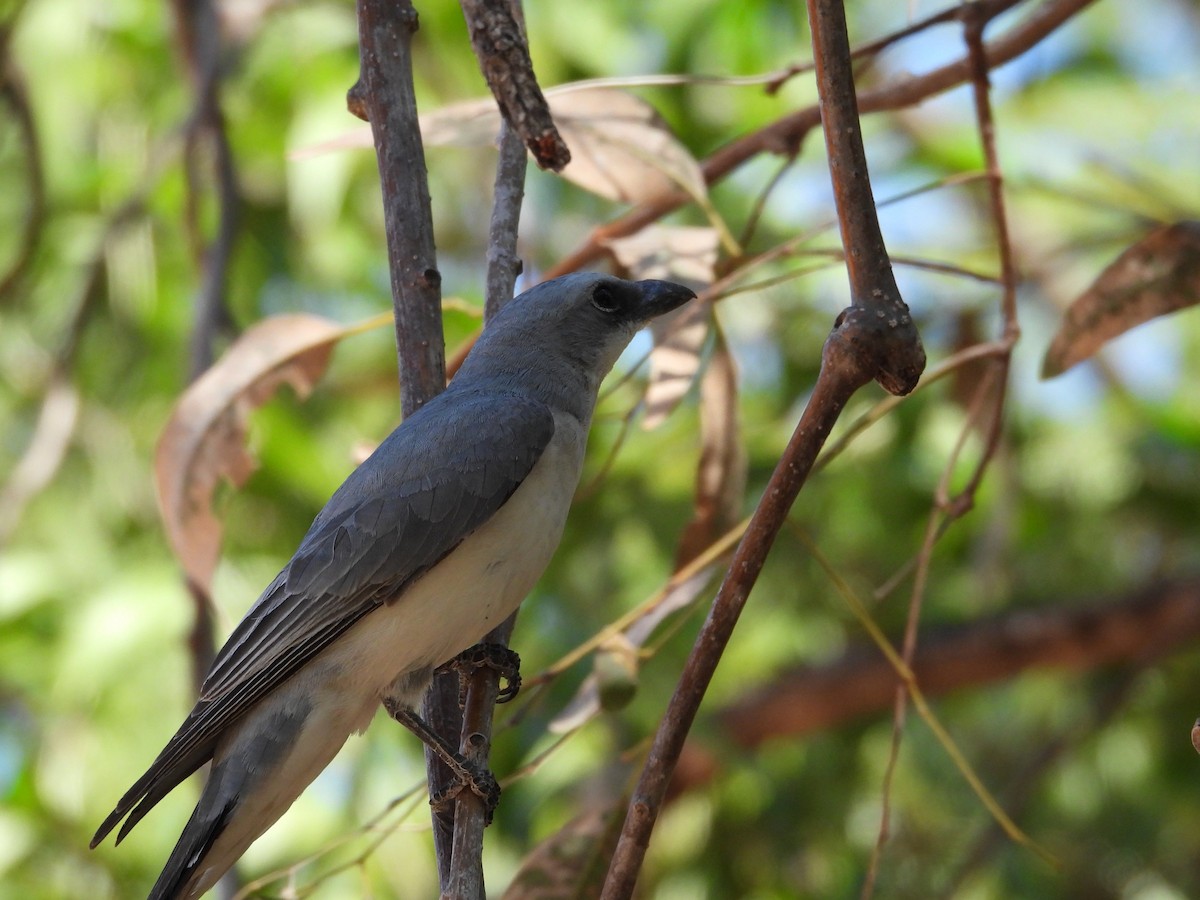 White-bellied Cuckooshrike - ML623028985