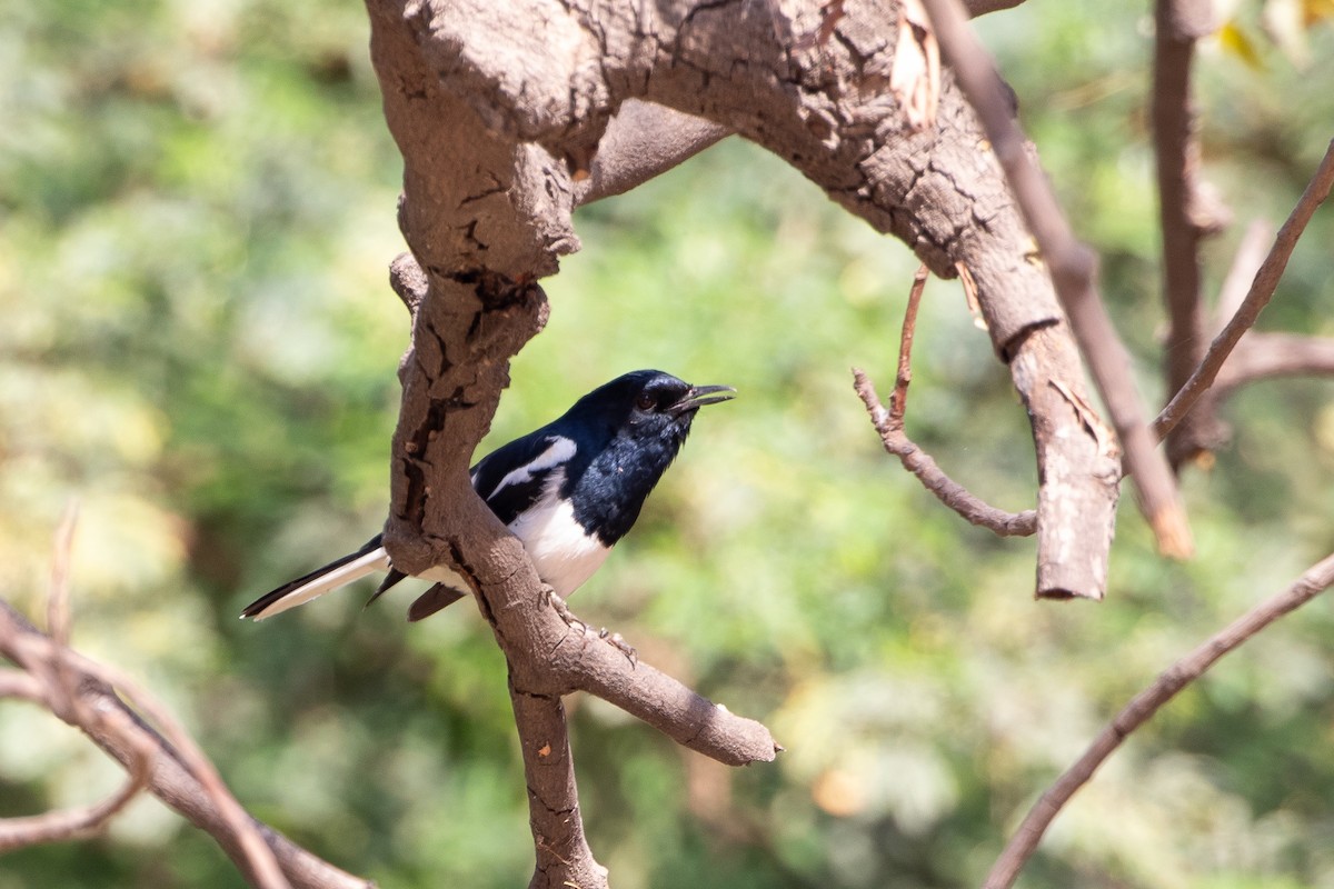 Oriental Magpie-Robin - ML623029069