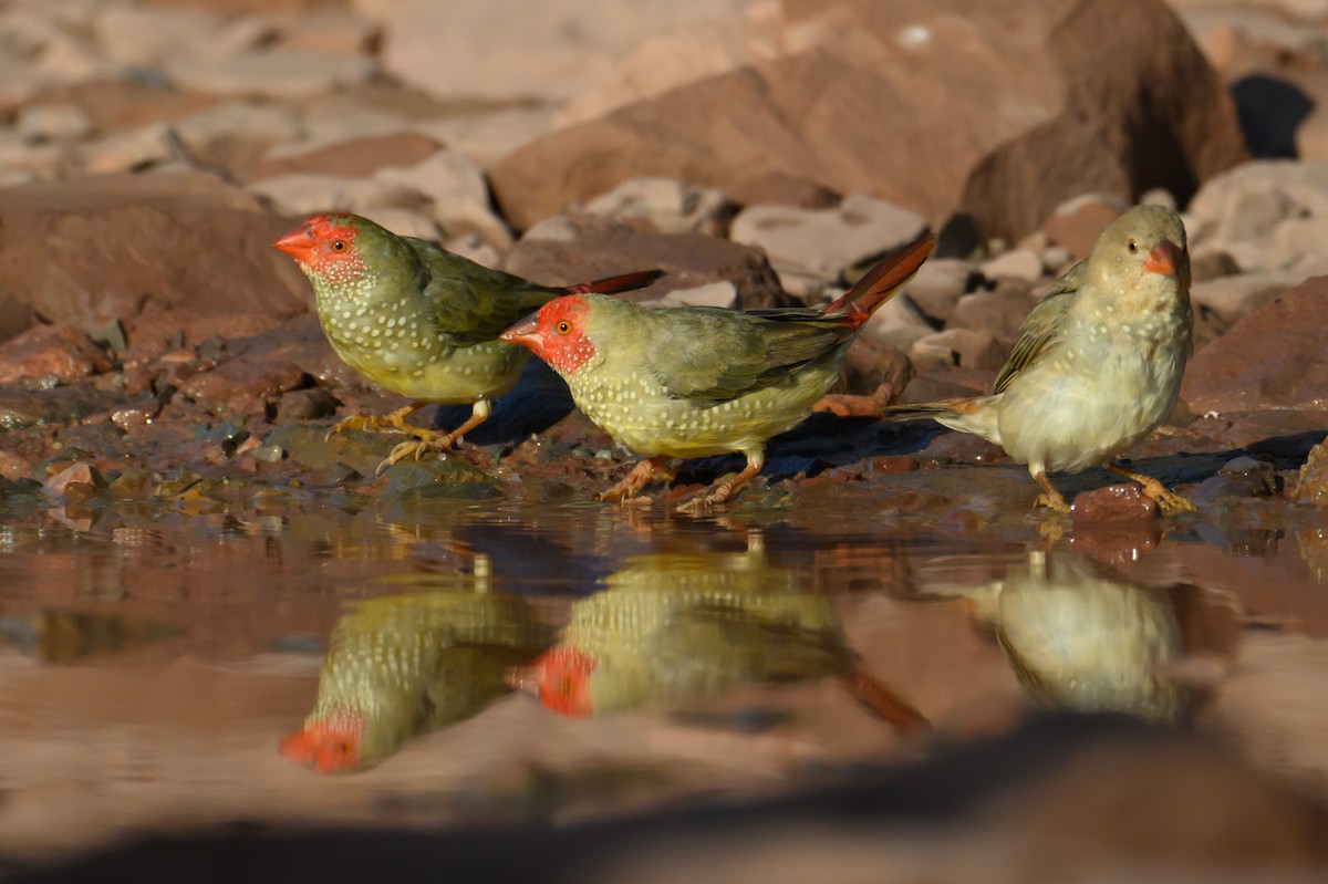 Star Finch - Mark Lethlean