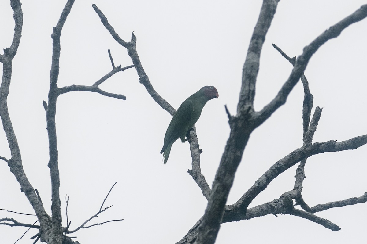 Red-cheeked Parrot - ML623029260