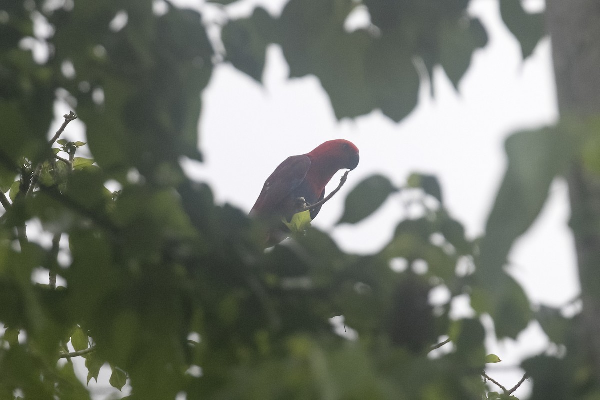 Papuan Eclectus - ML623029286