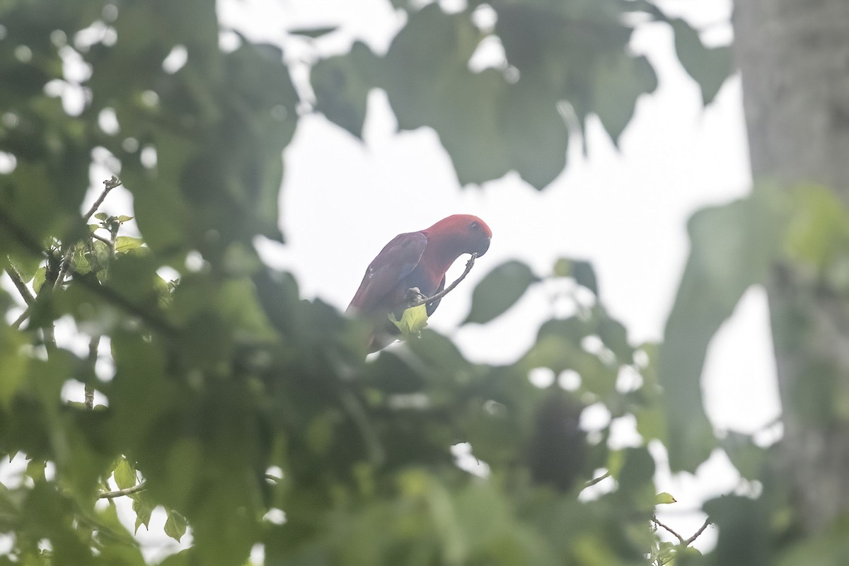 Papuan Eclectus - ML623029287