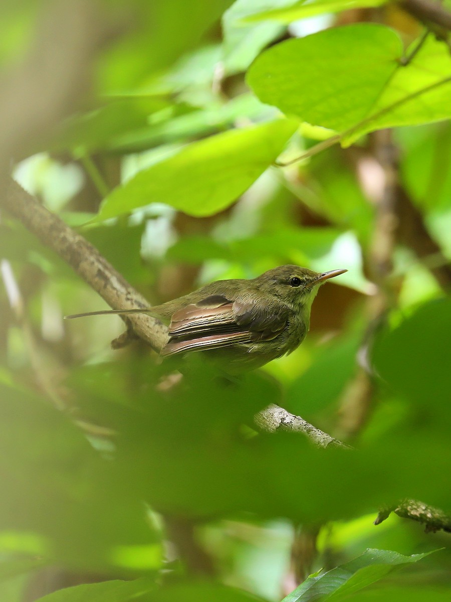 Seychelles Warbler - ML623029420