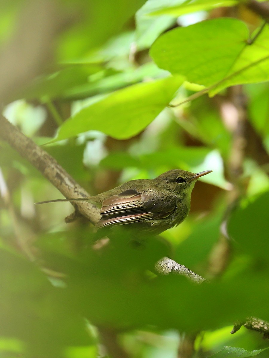 Seychelles Warbler - ML623029421