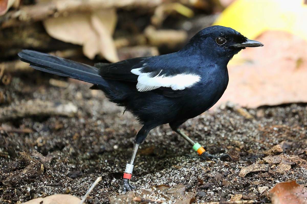 Seychelles Magpie-Robin - ML623029431