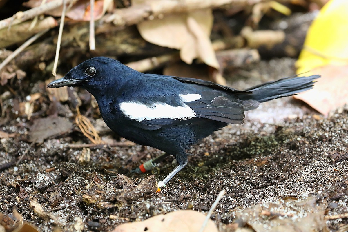 Seychelles Magpie-Robin - ML623029432