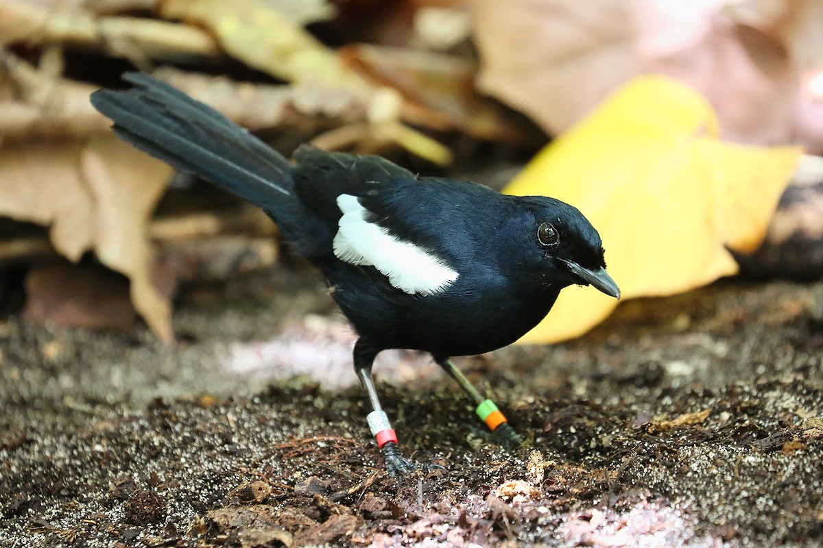 Seychelles Magpie-Robin - ML623029433