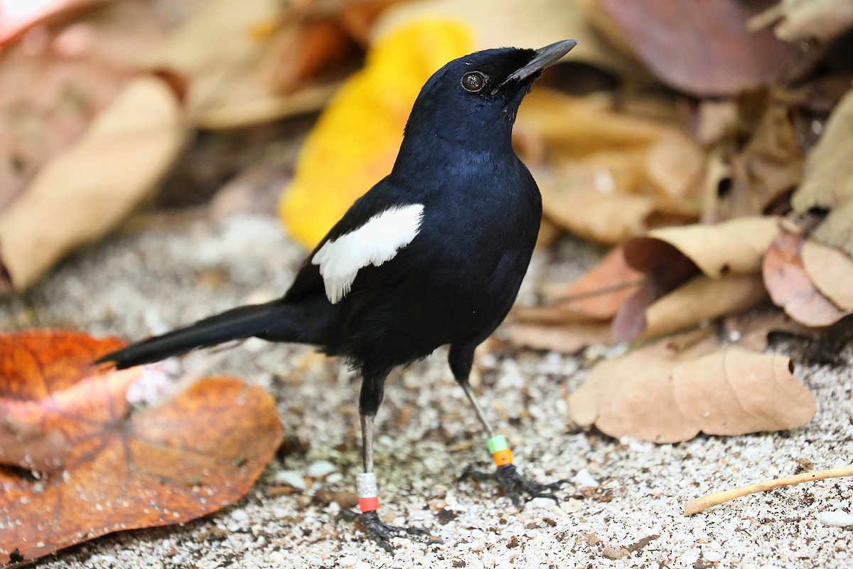 Seychelles Magpie-Robin - ML623029434