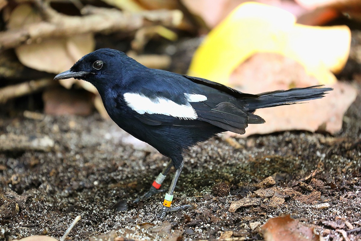 Seychelles Magpie-Robin - ML623029435