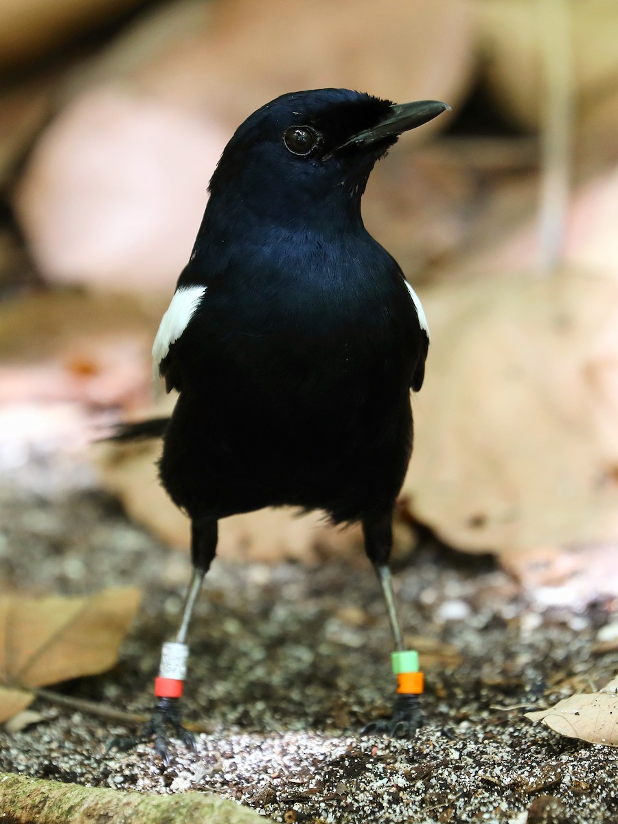 Seychelles Magpie-Robin - ML623029436