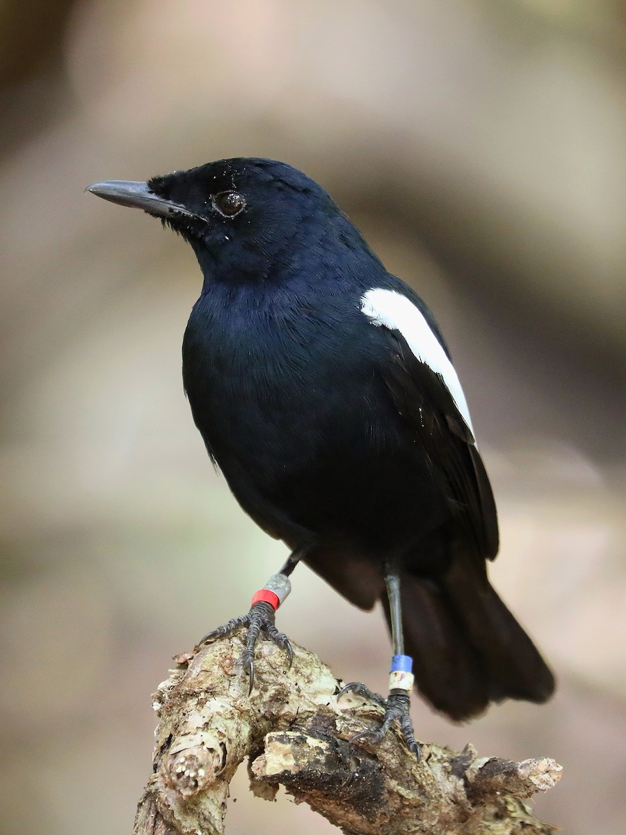 Seychelles Magpie-Robin - ML623029437