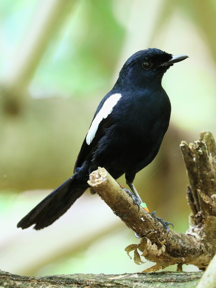 Seychelles Magpie-Robin - ML623029438